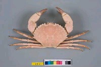 藏品(奈田體壯蟹)的圖片